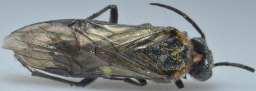 Dolerus sp.